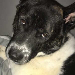 Meet your Posher, Annie